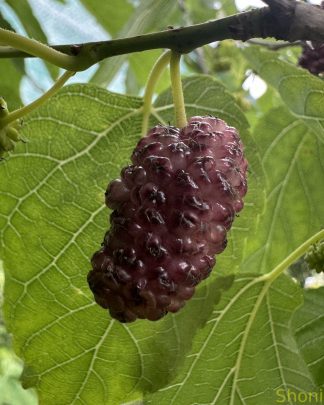 Плодова 1 (рожевоплідна)