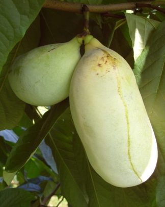 Азиміна «Ребеккаʼс Голд»