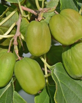 Актинідія гостра «Чан Бай Гігант»