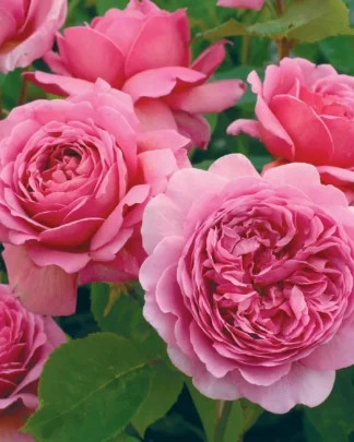 Принцеса Олександра оф Кент