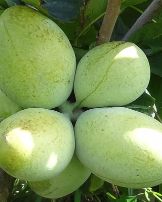 Азиміна «Белле»