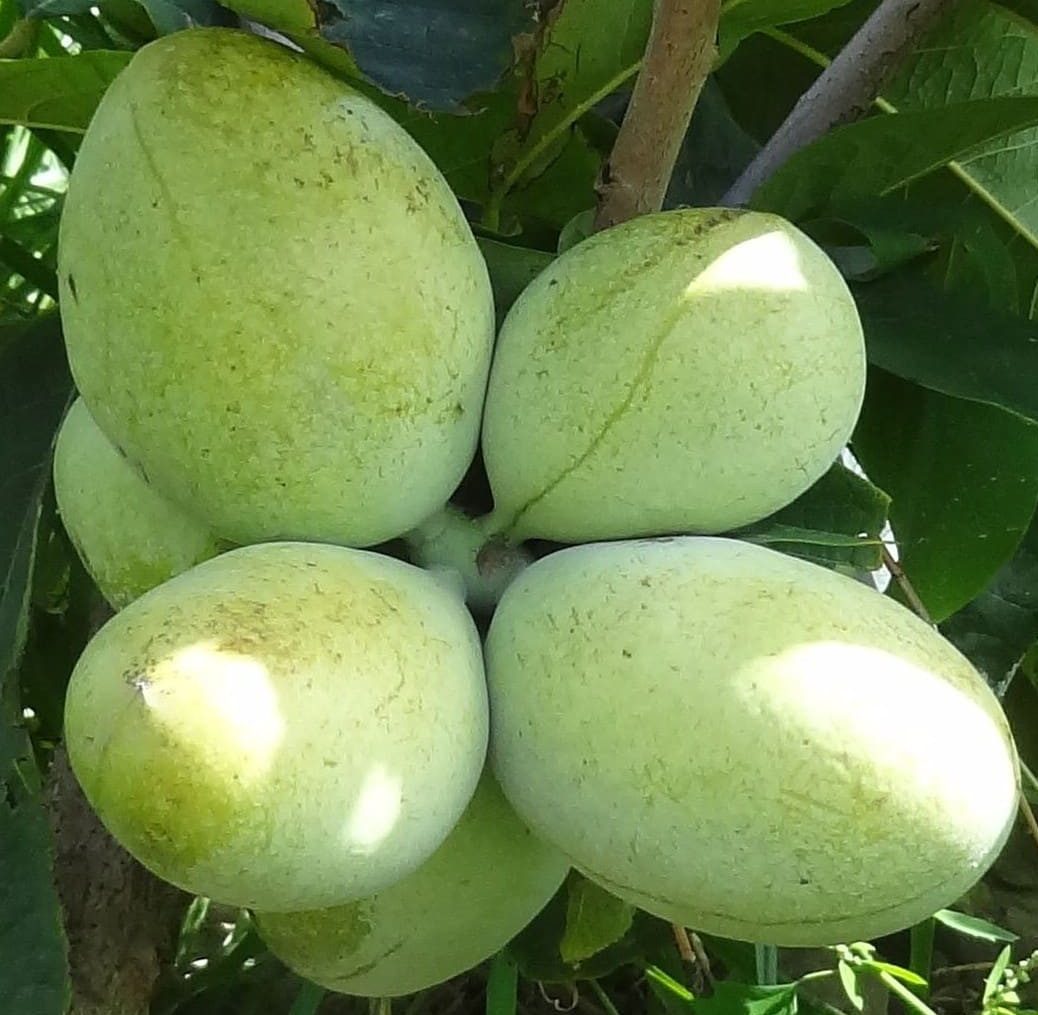 Азиміна «Белле»