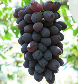 Блек Баладі