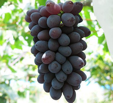 Блек Баладі