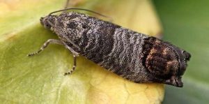 Сливова плодожерка