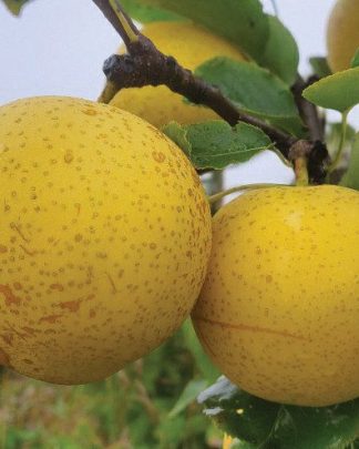 Дріппін Хані