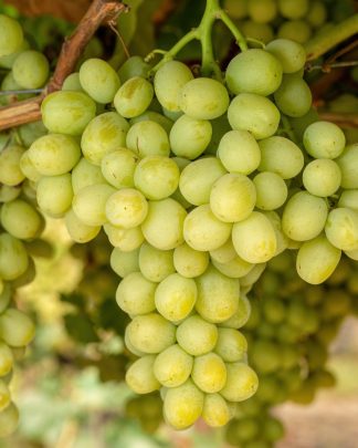 Отум Кінг (кишмиш Ленд Крузер)