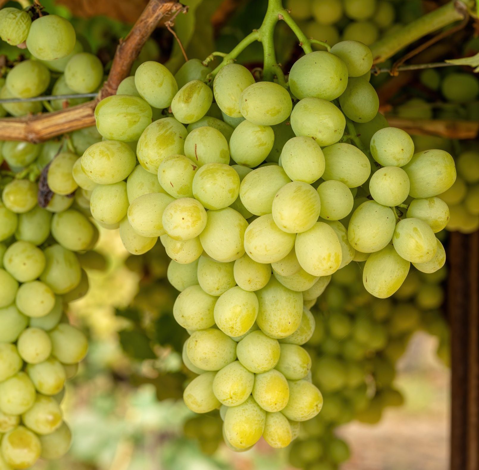 Отум Кінг (кишмиш Ленд Крузер)