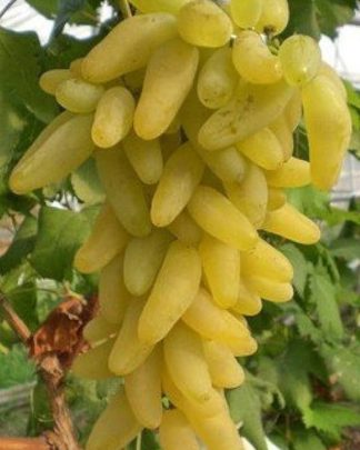 Голд Фінгер