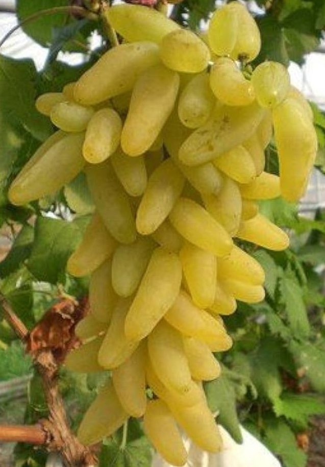 Голд Фінгер