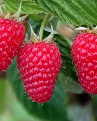 Мапема (рем.)