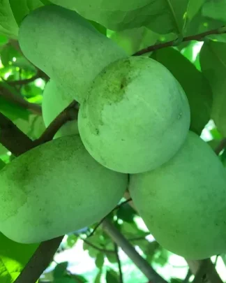 Азиміна «НС-1»