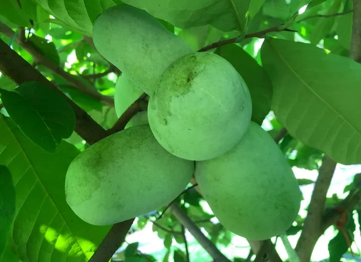 Азиміна «НС-1»