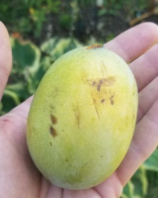 Азиміна «Раппаганнок»