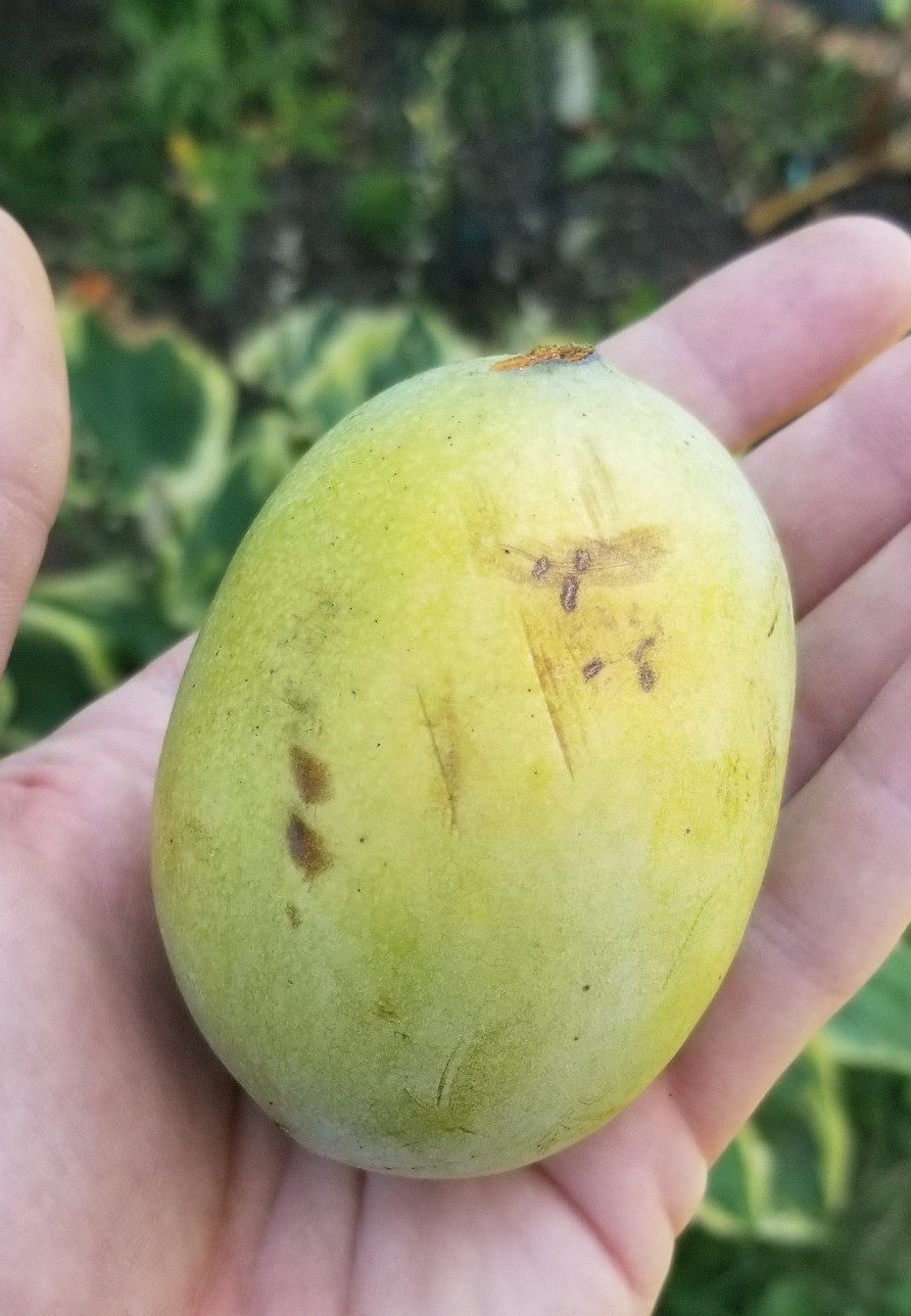 Азиміна «Раппаганнок»