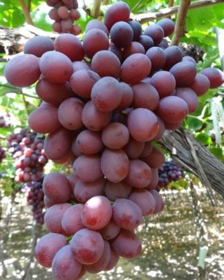 Тімко (кишмиш)