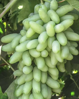 Ватерфол (кишмиш Ламборджині)