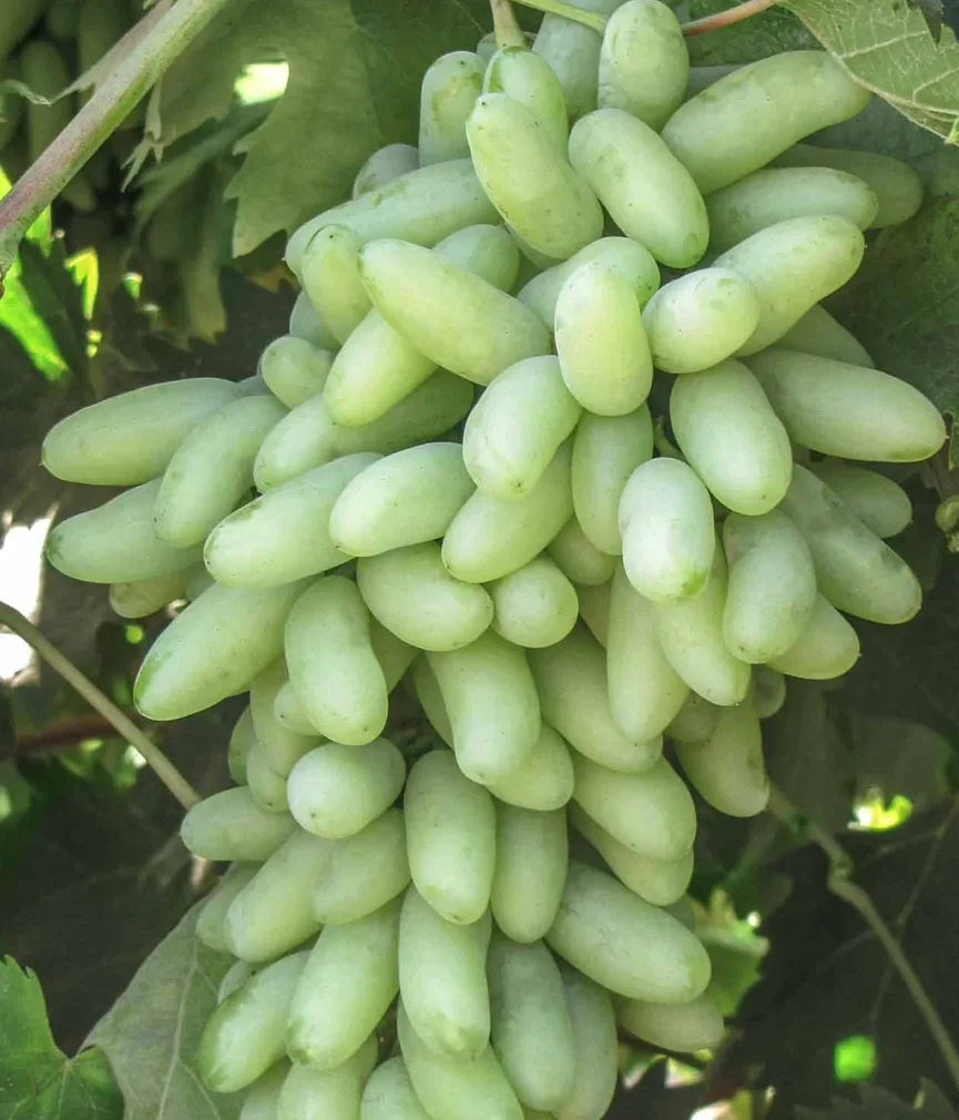 Ватерфол (кишмиш Ламборджині)