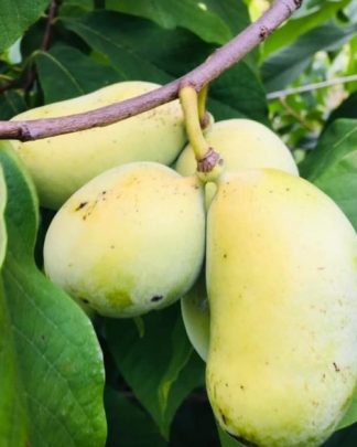 Азиміна «Тропікал Тріт»