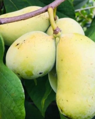 Азиміна «Тропікал Тріт»