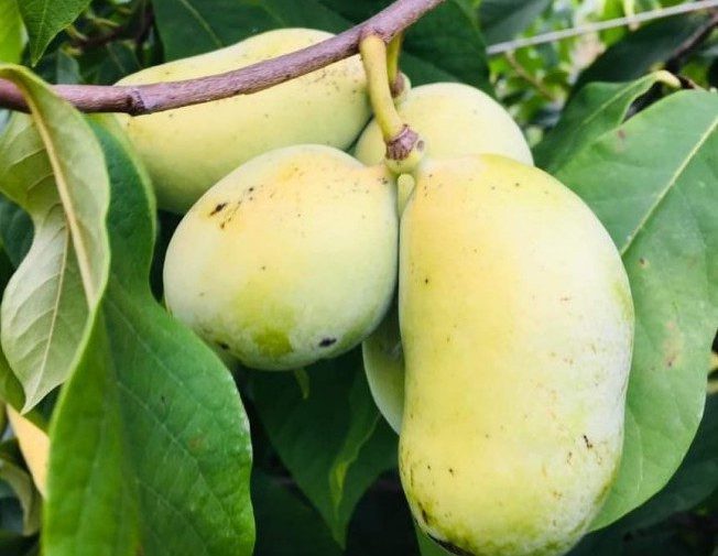 Азиміна «Тропікал Тріт»