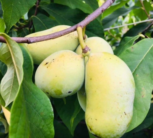 Азиміна «Тропікал Тріт»