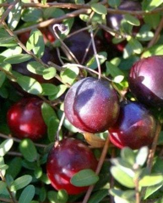 Журавлина крупноплідна «Ерлі Блек»