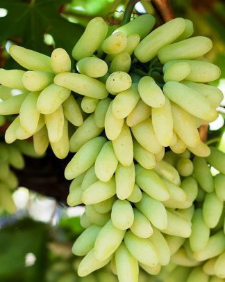 Зестфул Вотерфол (кишмиш)