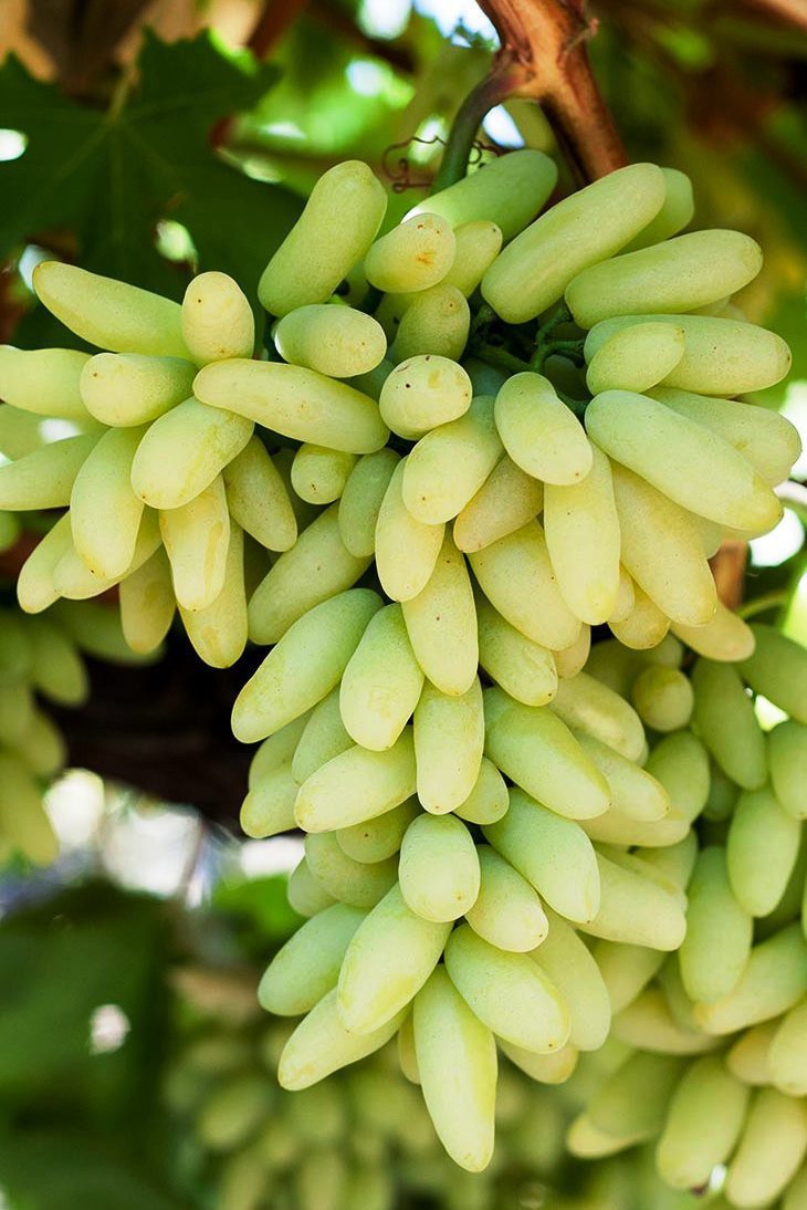 Зестфул Вотерфол (кишмиш)