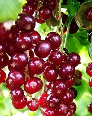 Віксне