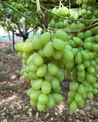 Світіс (кишмиш)