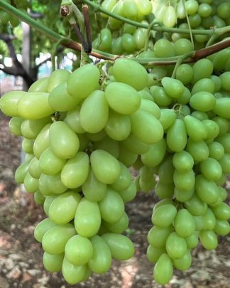 Світіс (кишмиш)