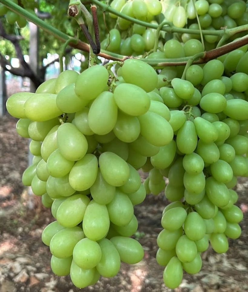 Світіс (кишмиш)