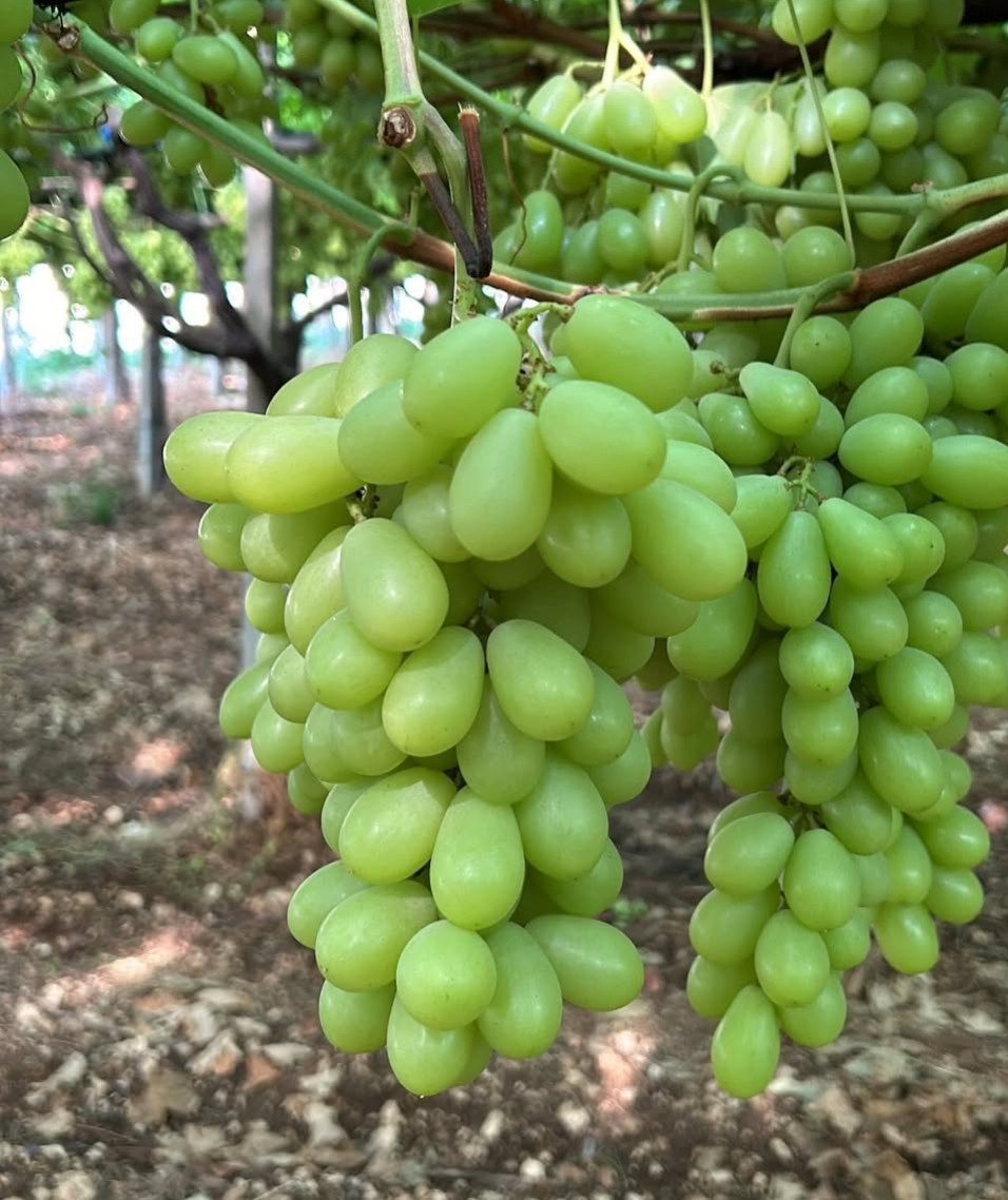 Світіс (кишмиш)