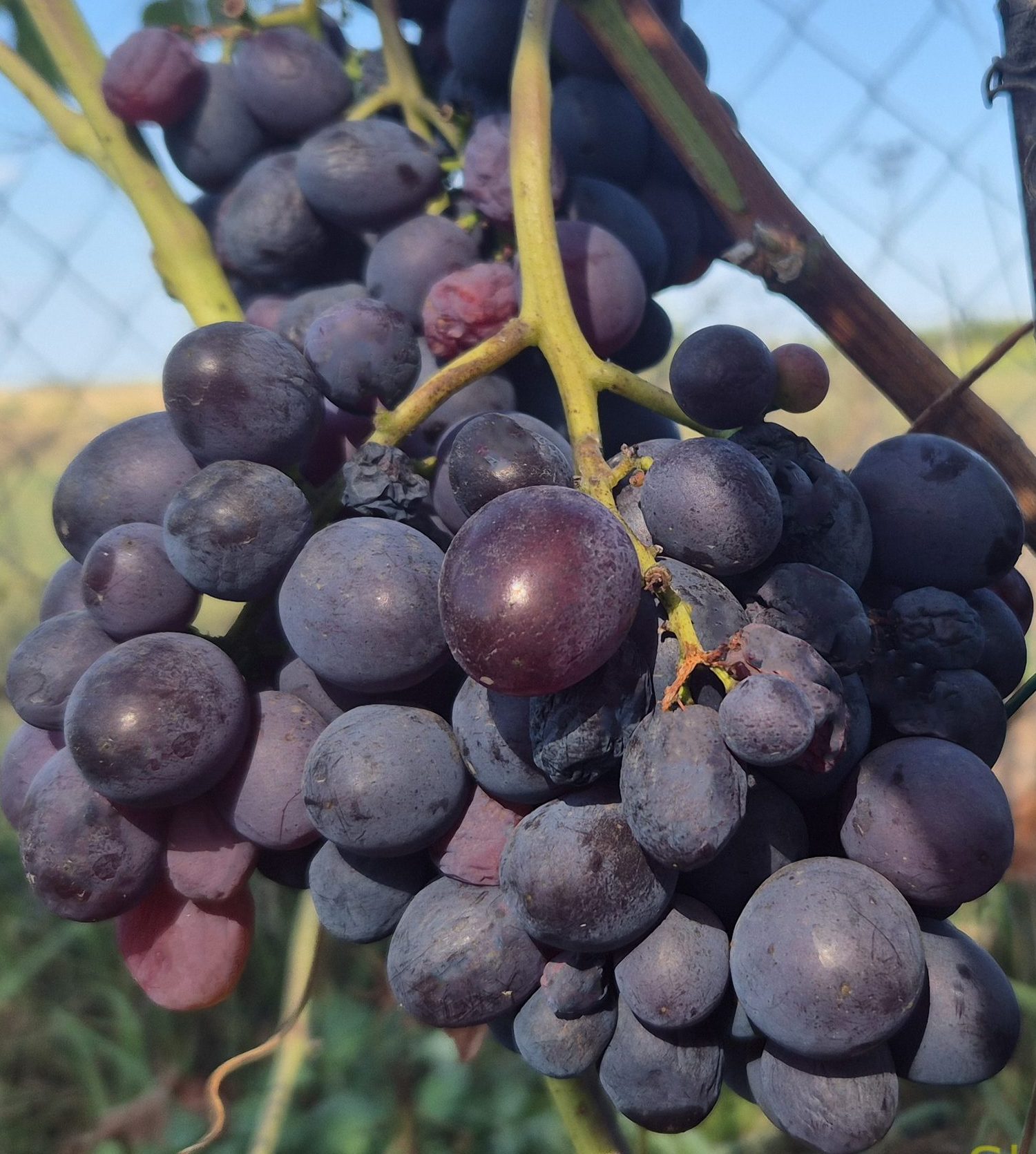 Клубнічний (неукривний)