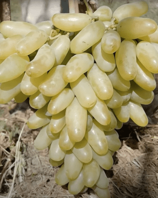 Вотерфол (кишмиш)