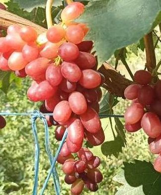 Медова Королева