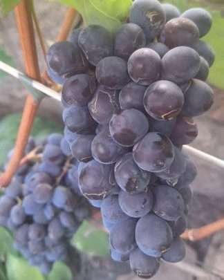 Мускат Ізюмський