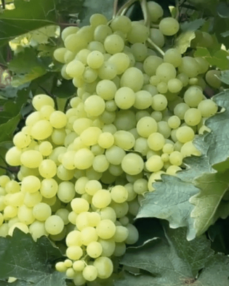 Кишмиш Парфюм