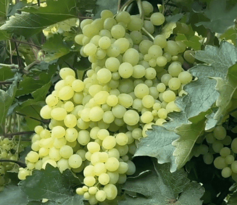 Кишмиш Парфюм