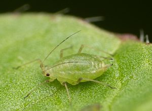 Попелиця зблизька