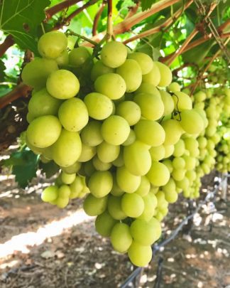 Прайм (кишмиш)