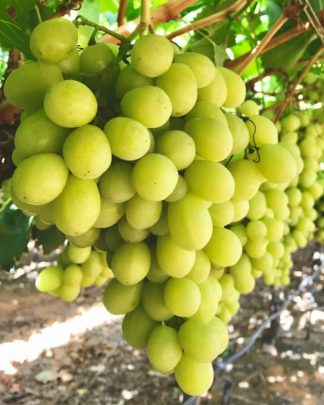 Прайм (кишмиш)