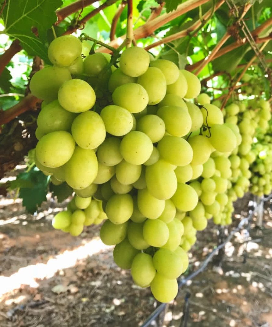 Прайм (кишмиш)