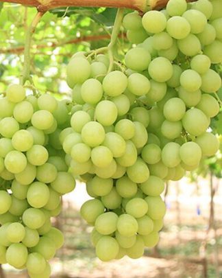 Прайм Сідліс