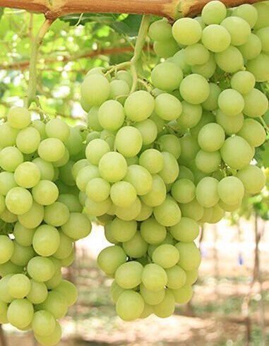 Прайм Сідліс