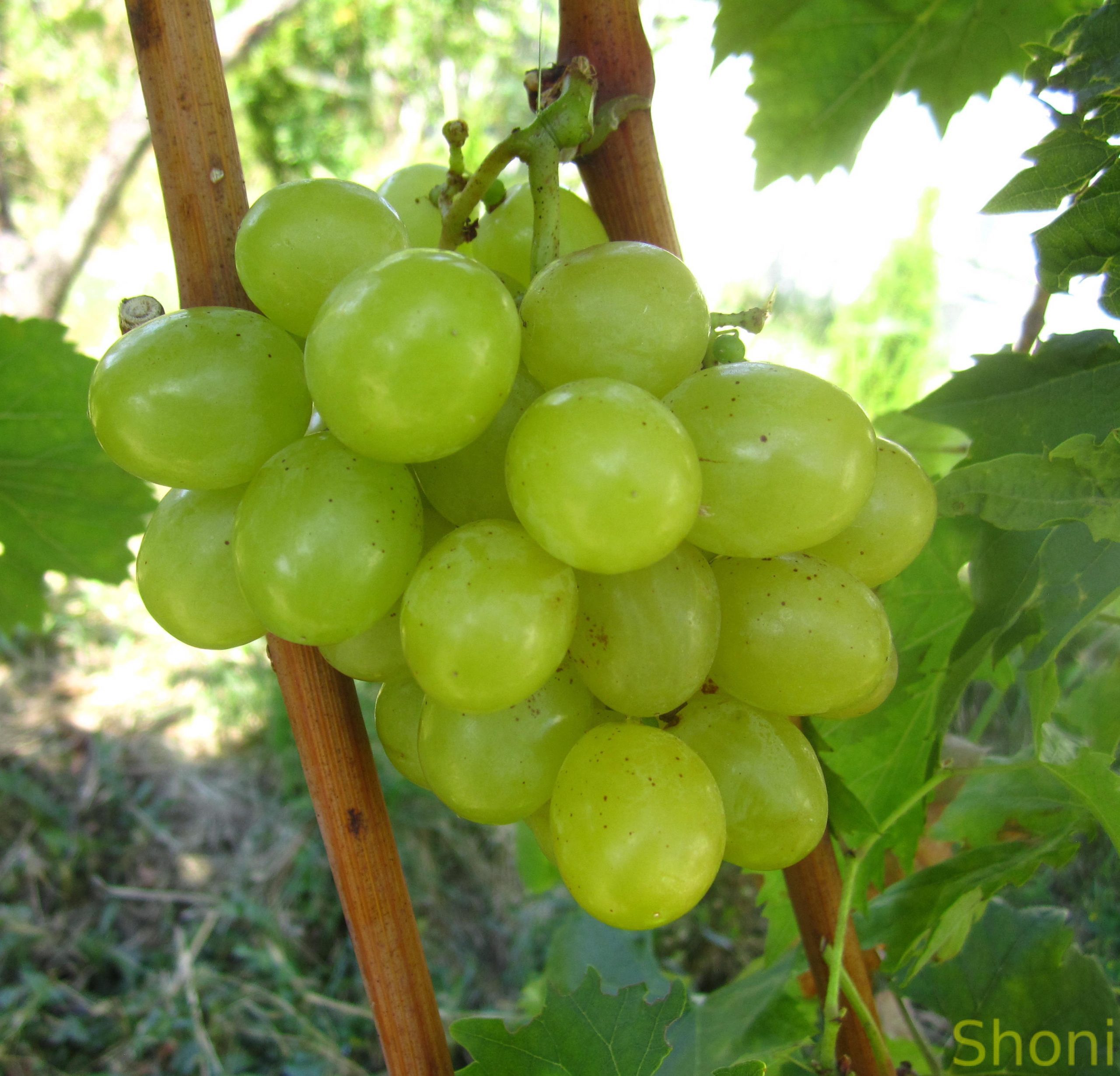 Коттон Кенді (кишмиш) - Зображення 2