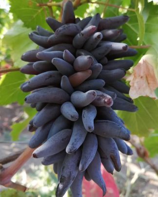 Фанні Фінгерс (кишмиш)