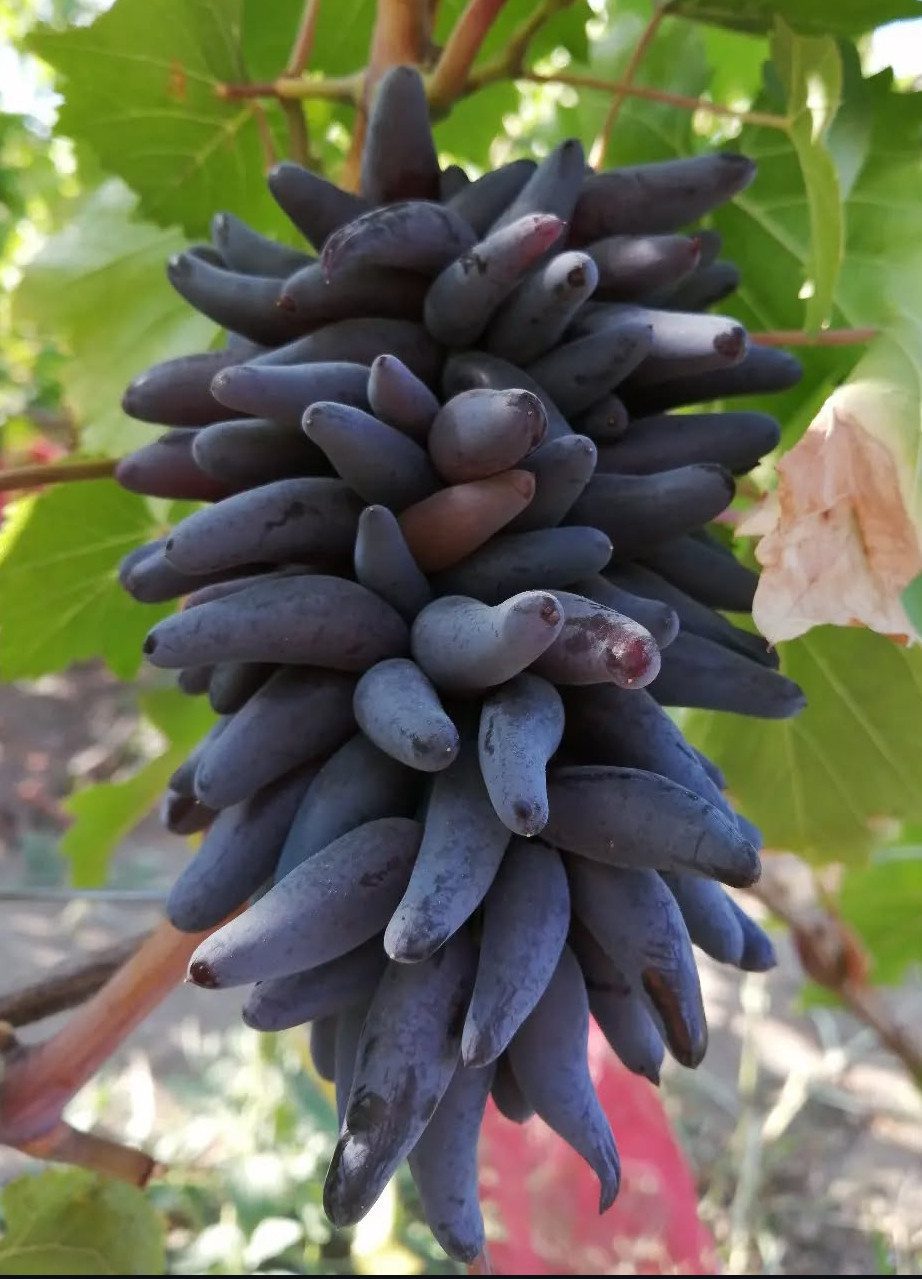 Фанні Фінгерс (кишмиш)