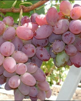 Червона троянда